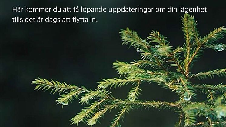 Lindbäcks Live, första inlägget