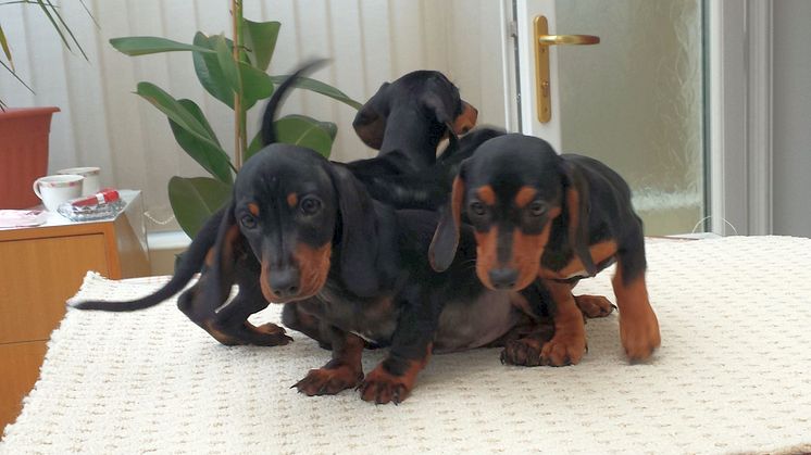 Hungarian vet sentenced for illegally importing puppies to UK