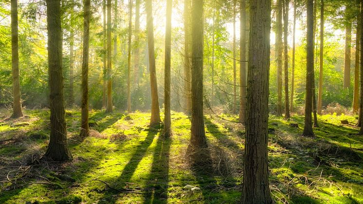 JOOL Markets partners with Climate Bonds Initiative