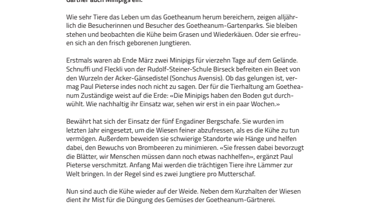 «Die Minipigs haben den Boden gut durchwühlt». Im Goetheanum-Gartenpark waren neu Minipigs zu Gast