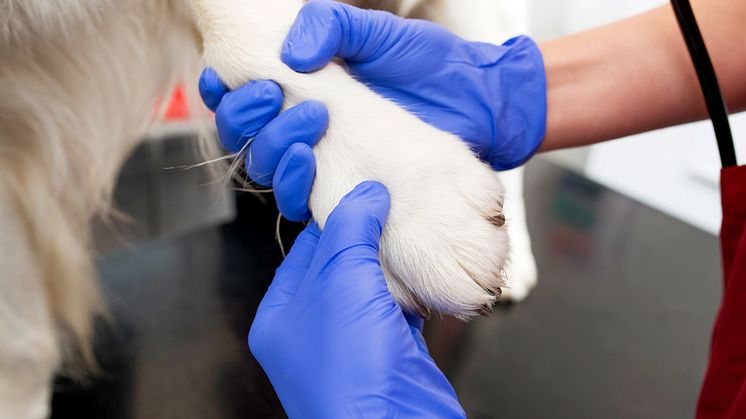 Sommaren väntas bli ansträngd även i år. Djurägare kan för säkerhets skull ta reda på vilka möjligheter till veterinär vård som finns i närområdet, och hur möjligheter till djurvård ser ut vid olika tider. Foto: Distriktsveterinärerna