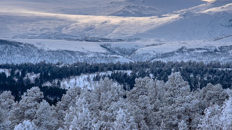 Laponia Fjäll