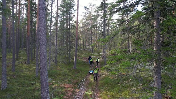 Video_Inhämtning av vildsvinskadaver från skogen