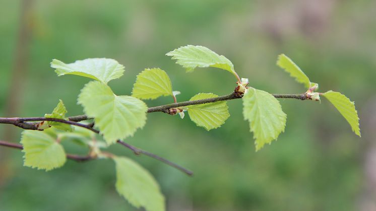 Björkpollen är en vanlig allergi. FRI ANVÄNDNING Foto: Fabian Rimfors/Högskolan Kristianstad