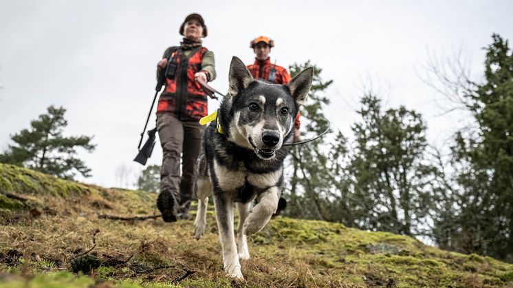 Garmin Alpha 200: Ny specialbygget, førsteklasses hundesporingsenhed