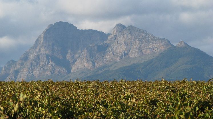 Miljövänlig nyhet! Fairtrade Pinotage på PET från Sydafrika
