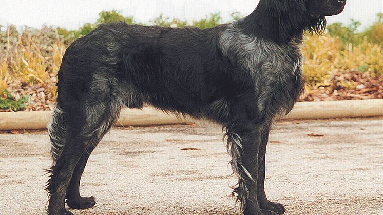Ovanliga raser på World Dog Show 2008 - épagneul de picardie
