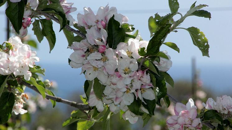 Äppelblomssafaris i Kivik
