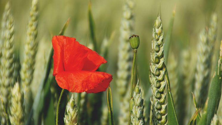 Jantelagen har sin motsvarighet i många länder. I engelskspråkiga områden talar man om Tall Poppy Syndrome. Foto: Pexels