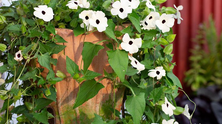 Årets Sommarblomma 2023 Thunbergia alata Svartöga foto annikasnaturligating (7)