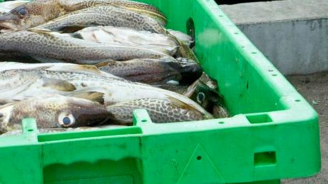 EU-beslut om fiskekvoter för 2015 –  ökat kräftfiske i Skagerrak och Kattegatt