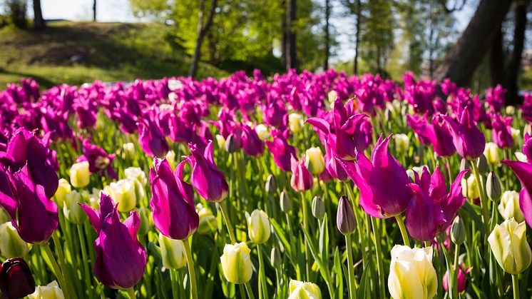 Badhusparken i Nybro, vinnare av Elmia Park Inspira 2015, kategorin Etablerade park