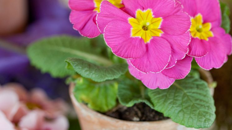 Säsongsinspiration januari – vinterns drottning Primula!