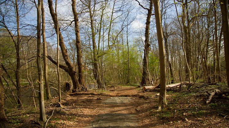 vaxthustomten_200415_04.jpg