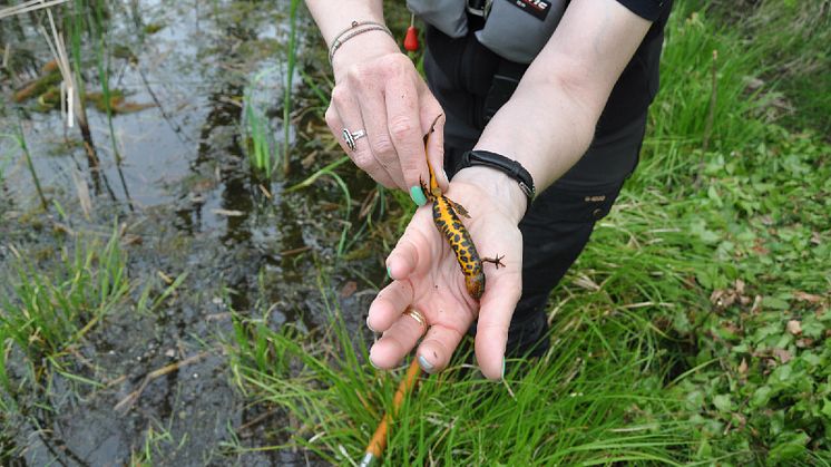 Biologerne på feltarbejde på Sydlolland. Stor vandsalamander fundet i et vandhul nær Errindlev.