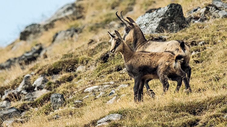 Gaemse(c)SchweizTourismus_HansLozza