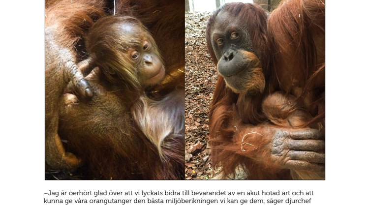 Sveriges första Sumatraorangutang har fötts i Furuvik: ”Oerhört glada”