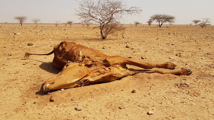 Under Lapplandsveckan 2018 fokuserar PMU på att informera om humanitära insatser, såsom den i Mauretanien som är svårt drabbat av torka.