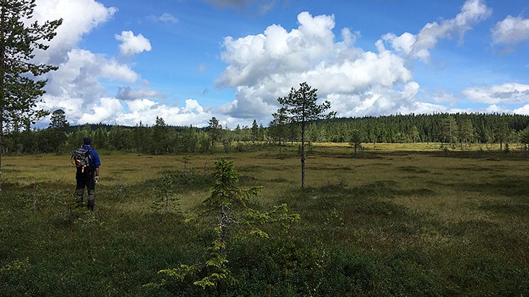 Från naturreservatet Päggonätto, som ligger långt norrut intill riksgränsen mot Norge, kan du se en vid utsikt över sluttande myrar med blånande berg i fjärran.