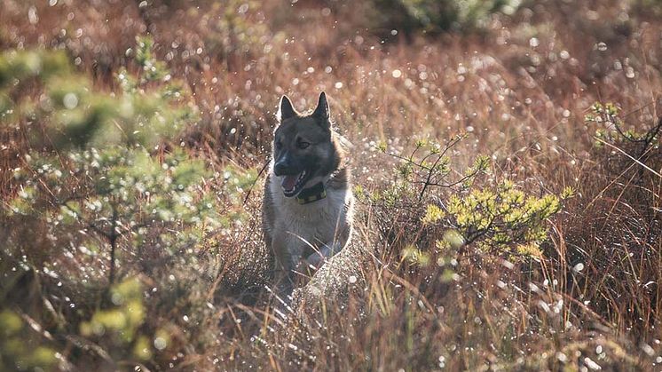 Garmins avancerade hundspårningsenheter får nu dubbelt så lång batteritid och möjligheten att ändra inställningarna för att förlänga batteritiden.