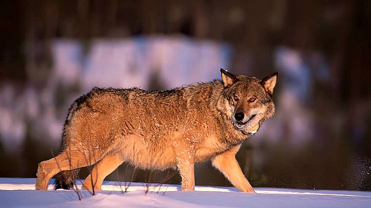 Finnish wolf.  Image credit: Ilpo Kojola
