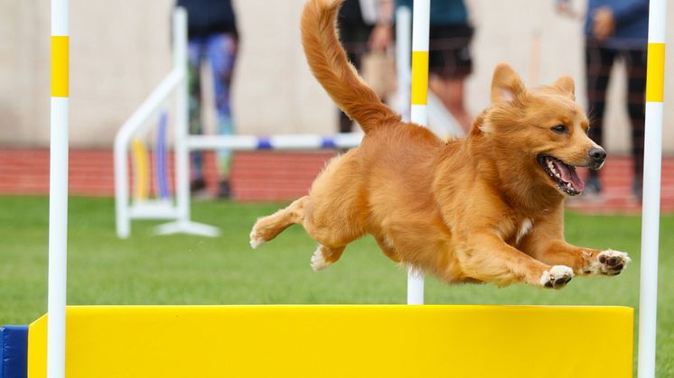 Hundfesten3_ErikaDahlman