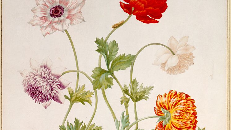 Maria Sibylla Merian, Olikfärgade vallmo (Different coloured poppies), 1695. The ALBERTINA Museum, Vienna 1x1