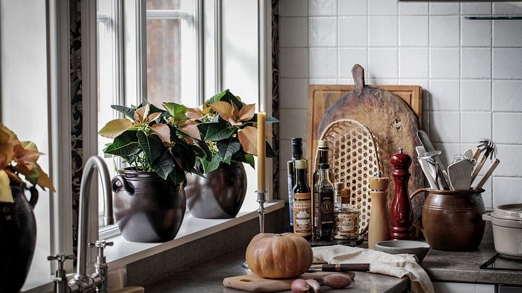 Svenskodlade växter som höststjärna, kornettblomma och begonia skapar personliga hem i höst. Foto: Åsa Myrberg