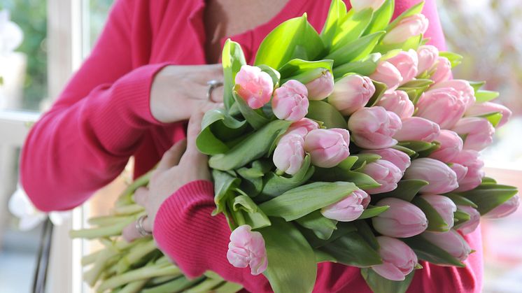 Tulpanens Dag den 15 januari startar högsäsongen för svenskodlade tulpaner. Foto: Blomsterfrämjandet.