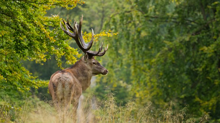 Ab Oktober sind Wildtiere im Wald besonders aktiv und Autofahrer sollten extra aufmerksam sein.