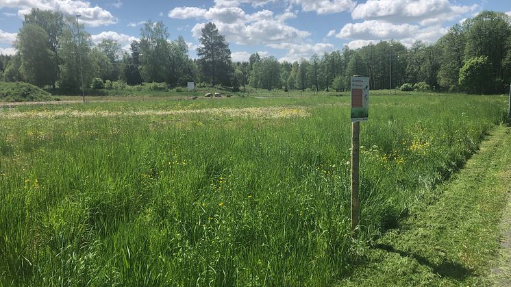 ​Blommande gräsmattor för våra vilda pollinatörer