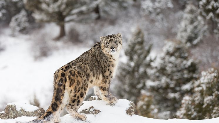 EXPERT COMMENT: Snow leopard ‘rape’: what was really going on?