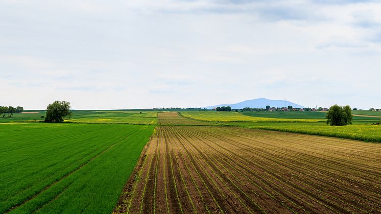 Bild: Unsplash/Lukasz Szmigiel