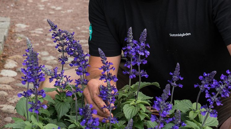 John Taylor, Slottsträdgården Malmö med Årets Sommarblomma 2016. Stor Daggsalvia.