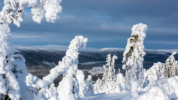 Stöten i Sälen - Stöten Granfjället DSC5258.jpg