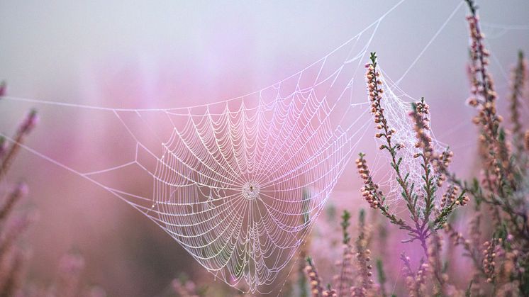 iStock-1281402996.jpg