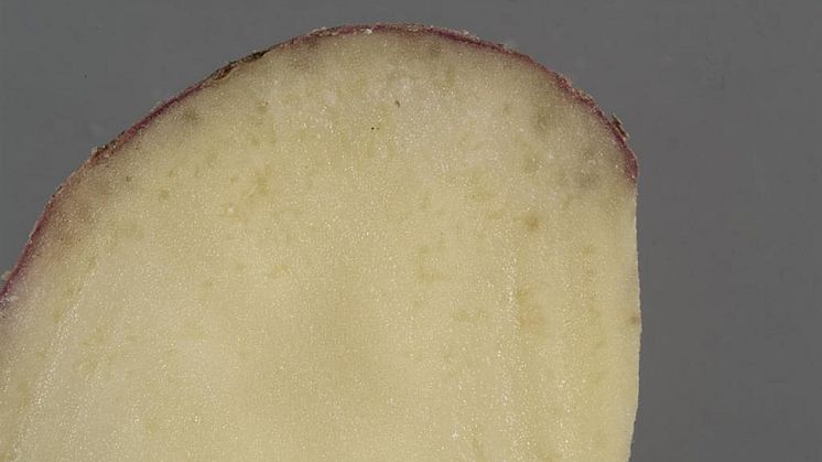 Symtom av rotgallnematod Meloidogyne Fallax på potatis. Foto lånat från EPPO