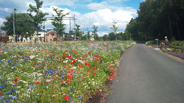 Sommarblommeplantering i Nybro Stad