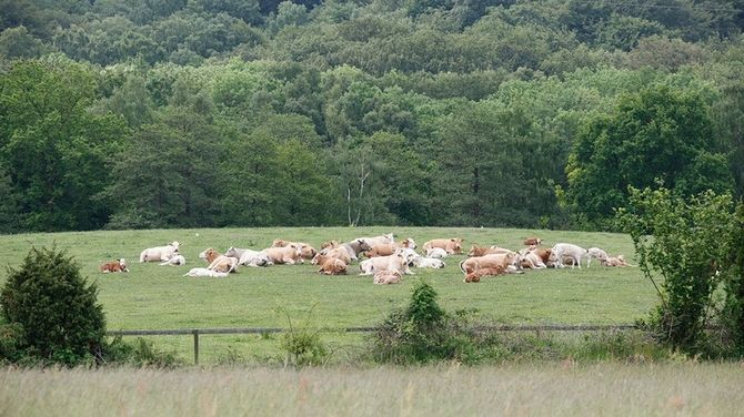 ​Svenskt kött har låg klimatpåverkan