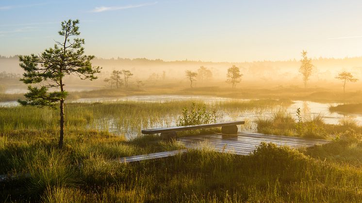 Estland bjuder på mycket orörd natur som kan upplevas till fots t.ex. i nationalparken Soomaa. Foto: Sven Zacek