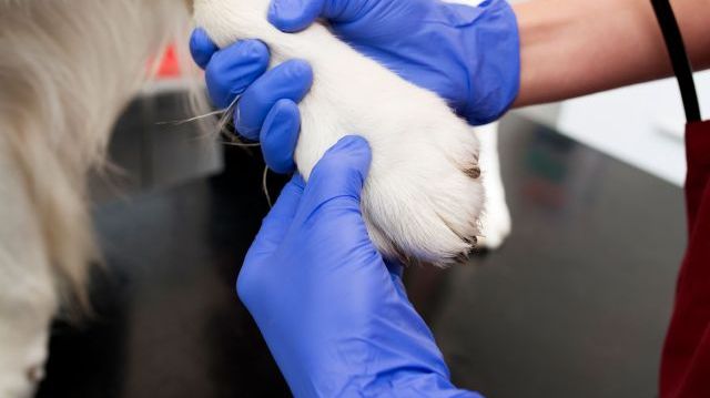 Bild: Julia Sjöberg, Distriktsveterinärerna