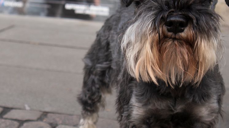 hund