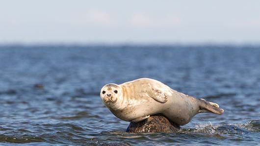 En gråsäl i Östersjön. Foto Shutterstock