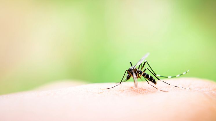 COMMENT: Why don’t we wipe mosquitoes off the face of the Earth?