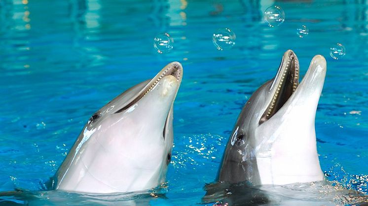 Flasknosdelfin