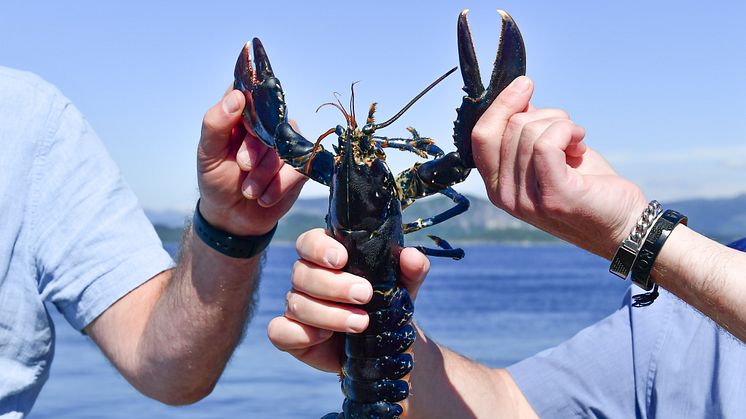 Plate Sized Lobster