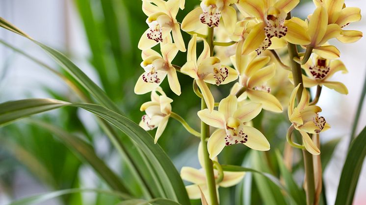 Cymbidium hybrid