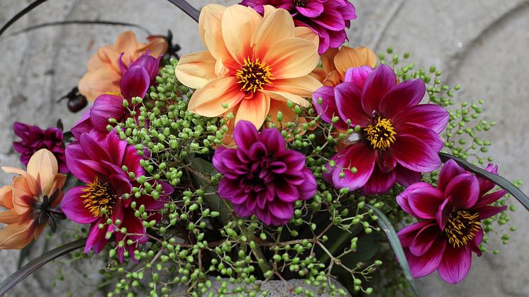 Eftersom blommorna är öppna, halvfyllda, är ståndarsamlingen onekligen en del av utseendet. Och ett lockande mål för bin, humlor, fjärilar och andra pollinerare.  - Det surrar och svärmar omkring dem.