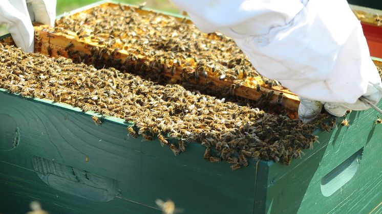 Seit 2018 macht der international Weltbienentag am 20. Mai darauf aufmerksam, welche Rolle Bienen und andere Bestäuber für Ökosystem und die Gesundheit der Menschen spielen. (c) Christine Deifel