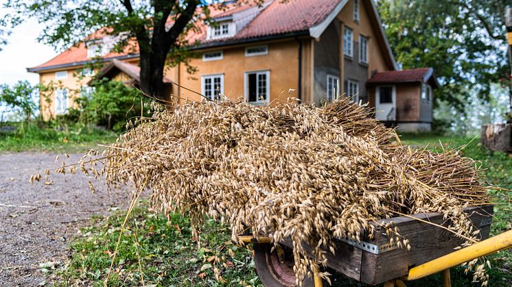 Alm Gård